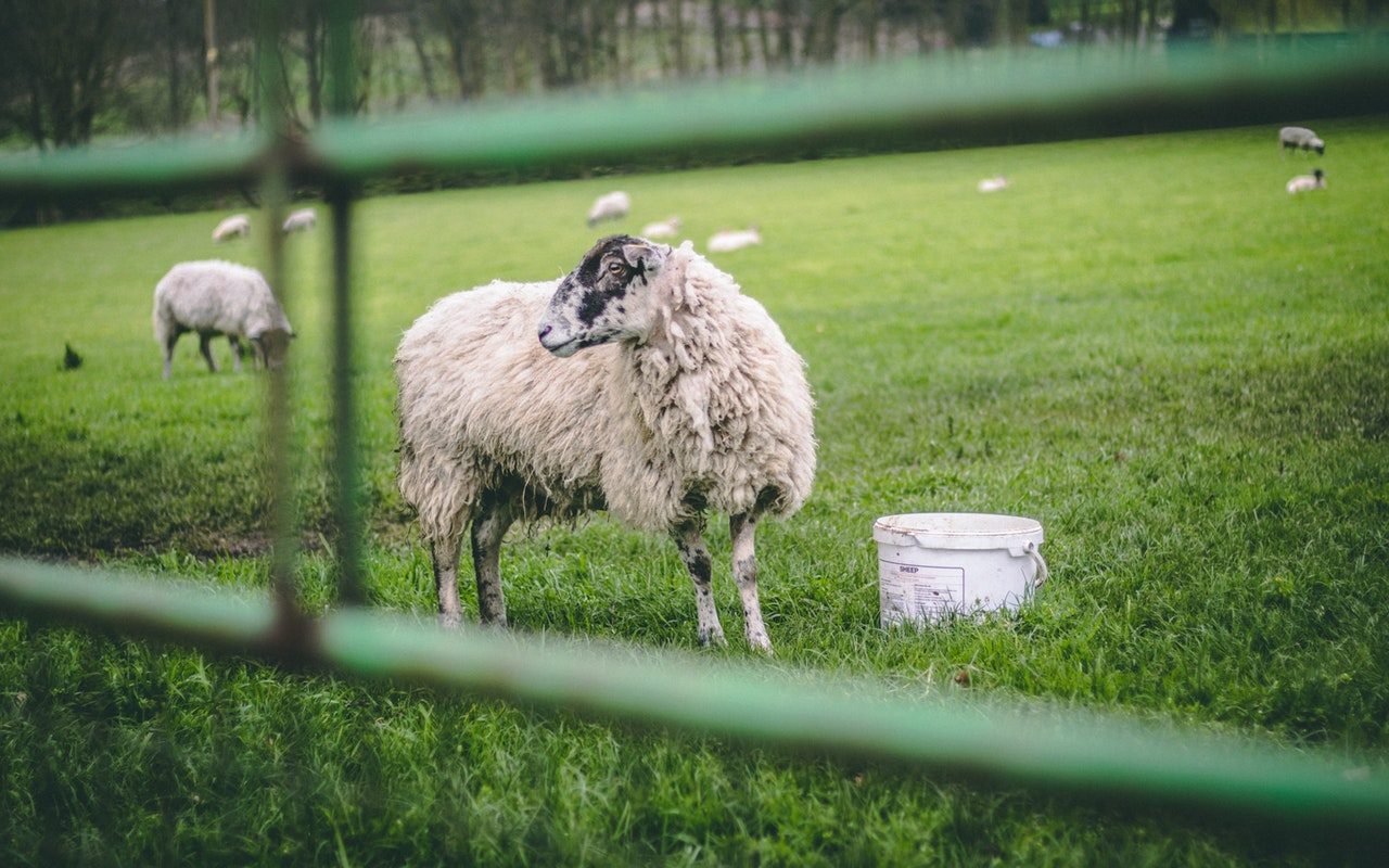 white-sheep-on-grass-field-2681870
